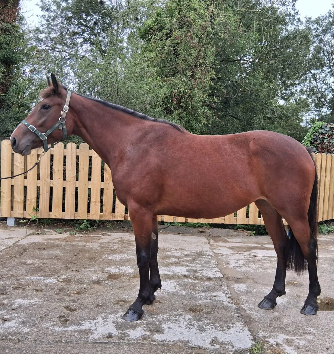 Future Trend Filly - Image 3