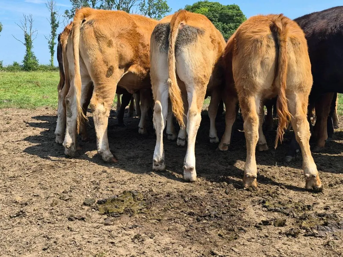 10 Super Quality Heifers For Sale - Image 2