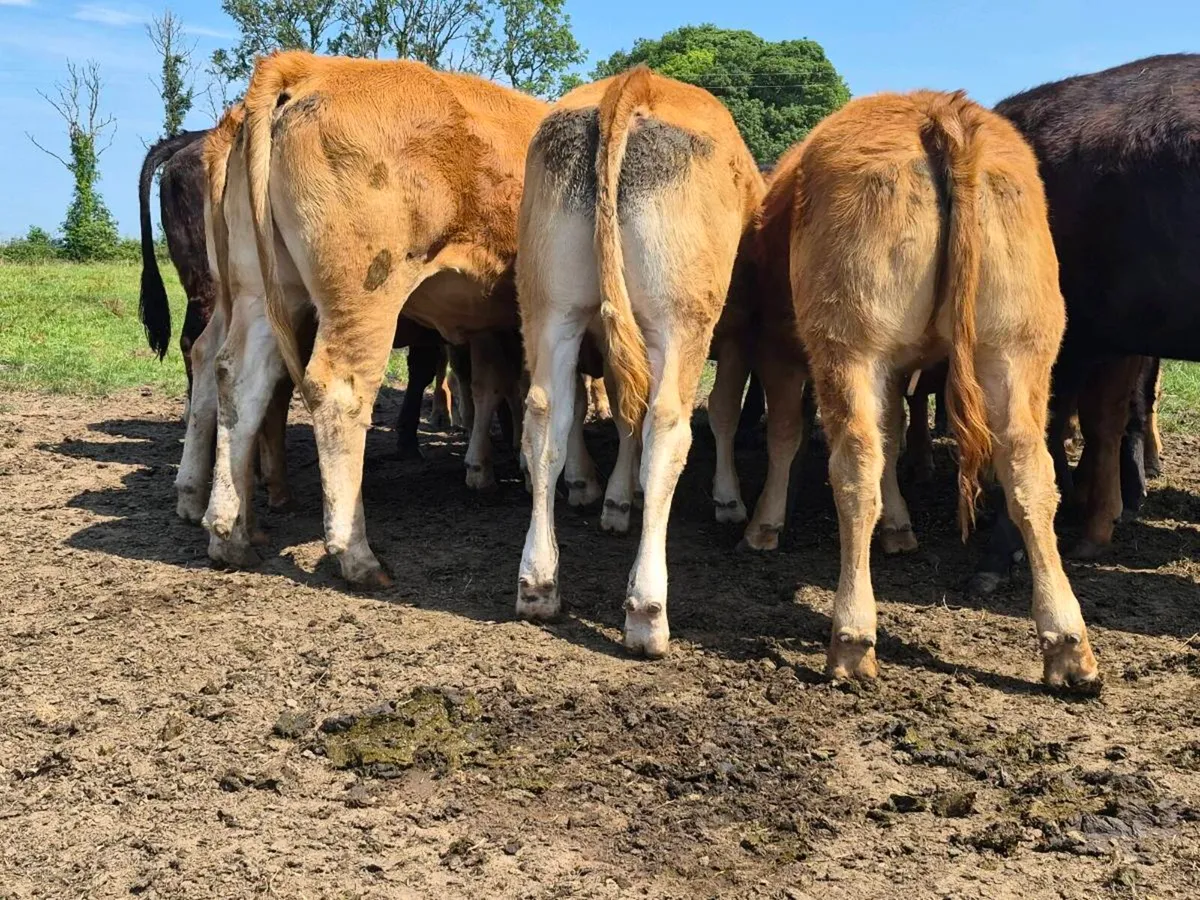 10 Super Quality Heifers For Sale - Image 1