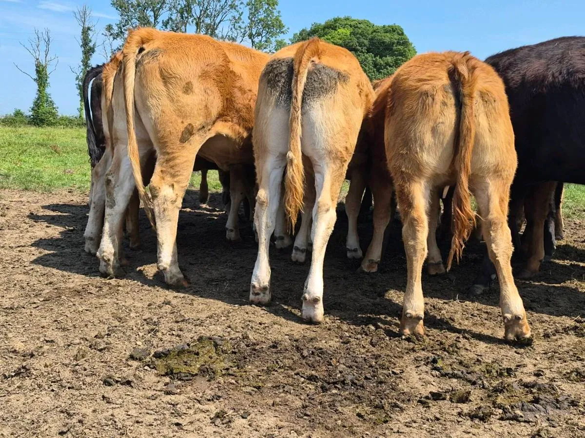 10 Super Quality Heifers For Sale - Image 4