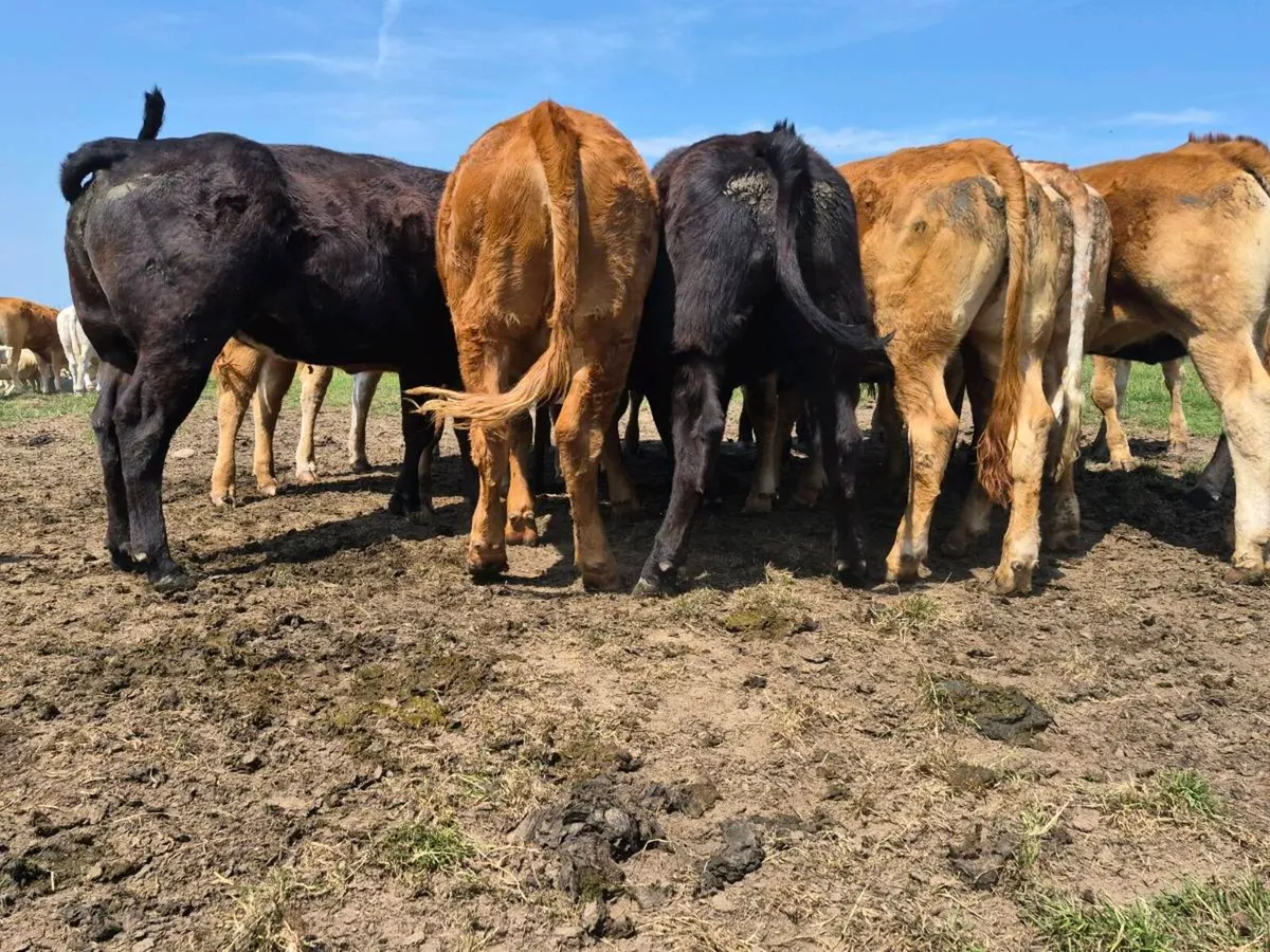 10 Super Quality Heifers For Sale - Image 3