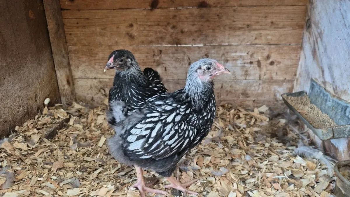 Silver Laced Wyandottes - Image 2