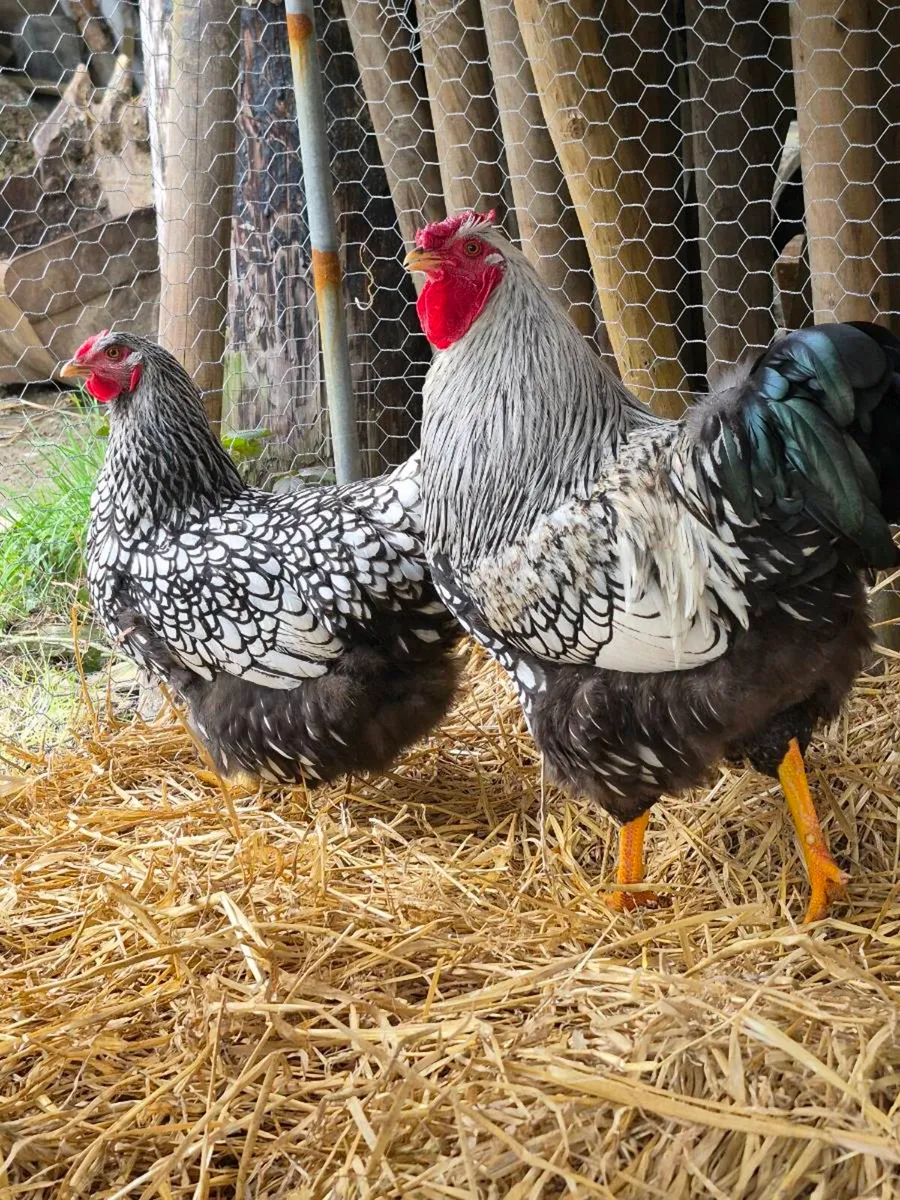 Silver Laced Wyandottes - Image 3