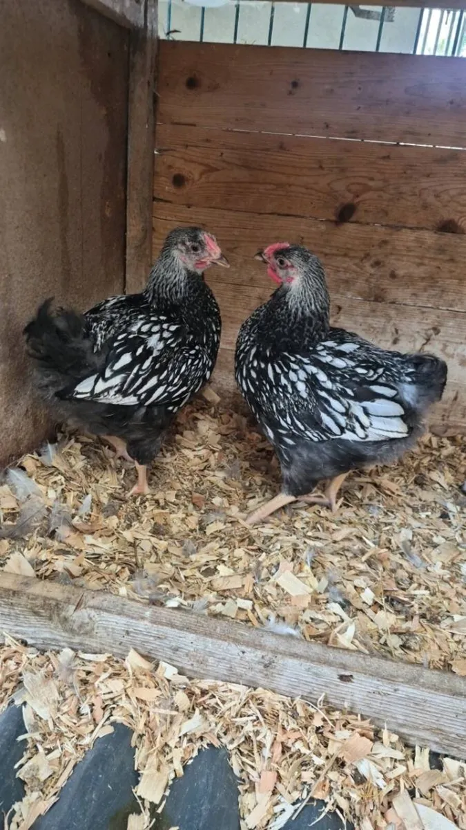 Silver Laced Wyandottes - Image 1
