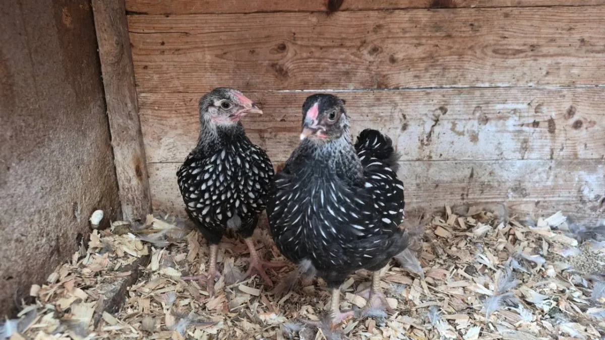 Silver Laced Wyandottes - Image 4