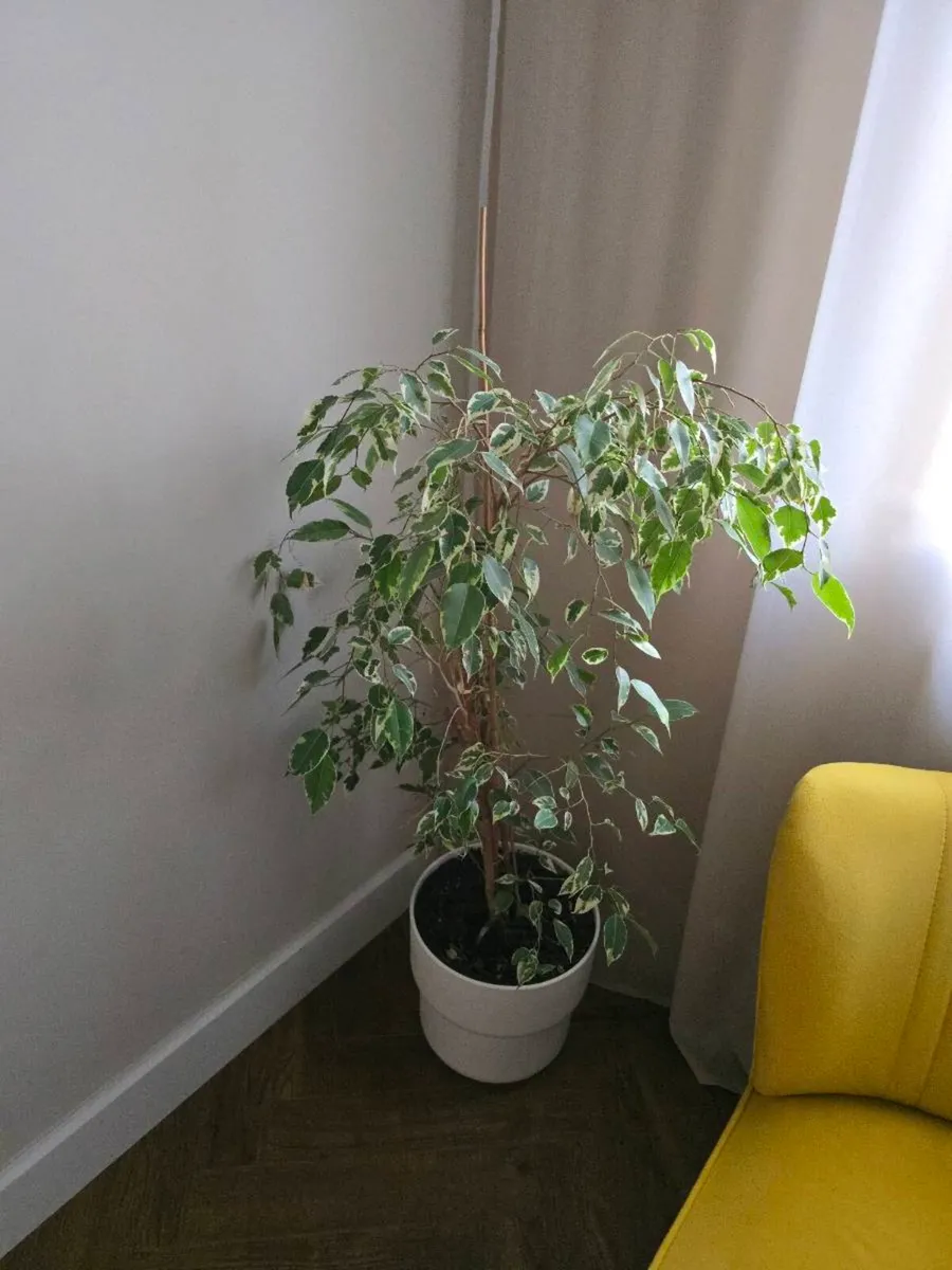 House plants (x4) - Image 4