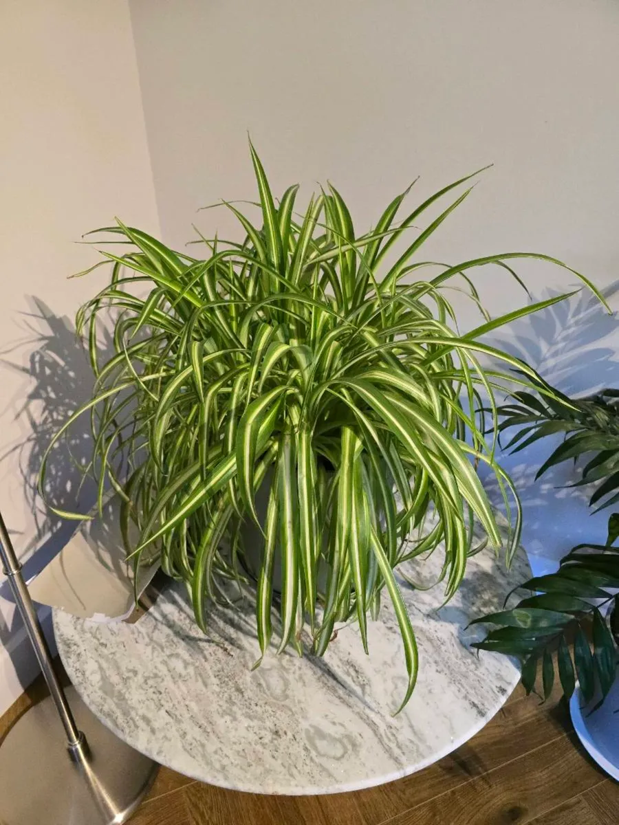 House plants (x4) - Image 1
