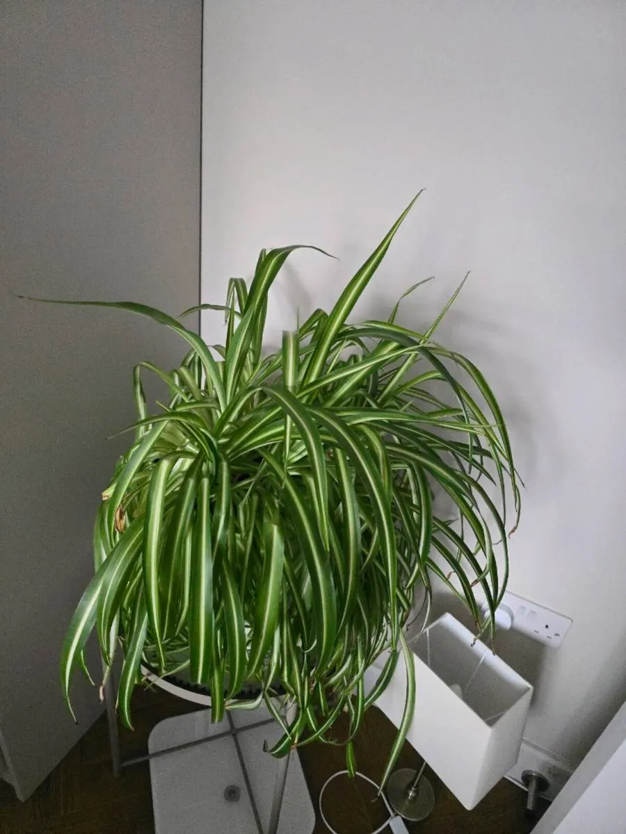 House plants (x4) - Image 2