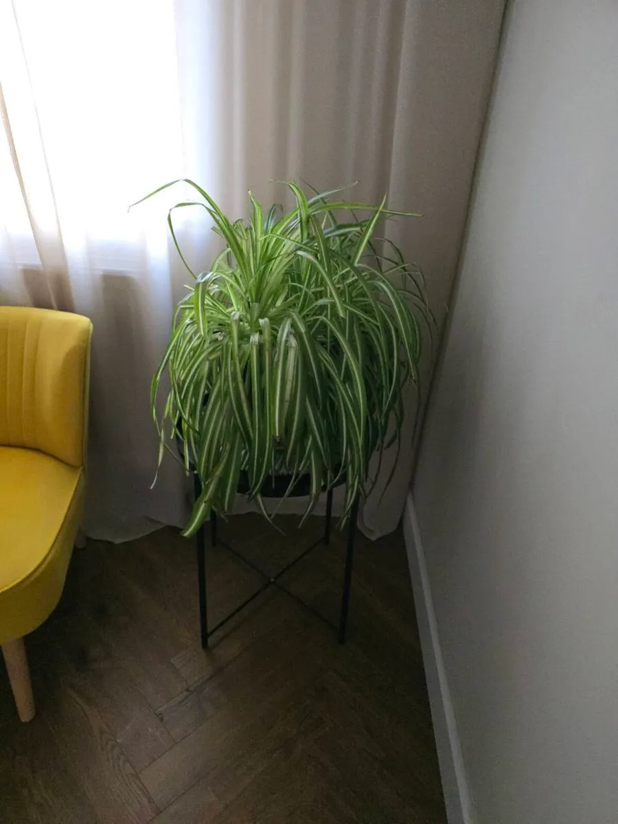 House plants (x4) - Image 3