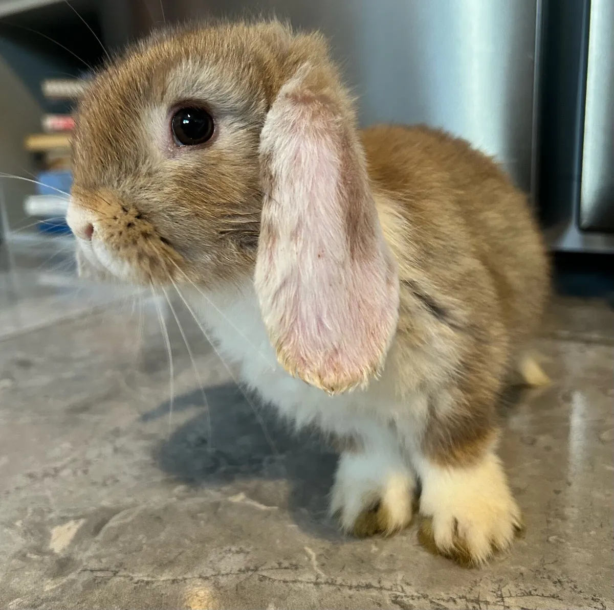 Lop Rabbit - Image 1