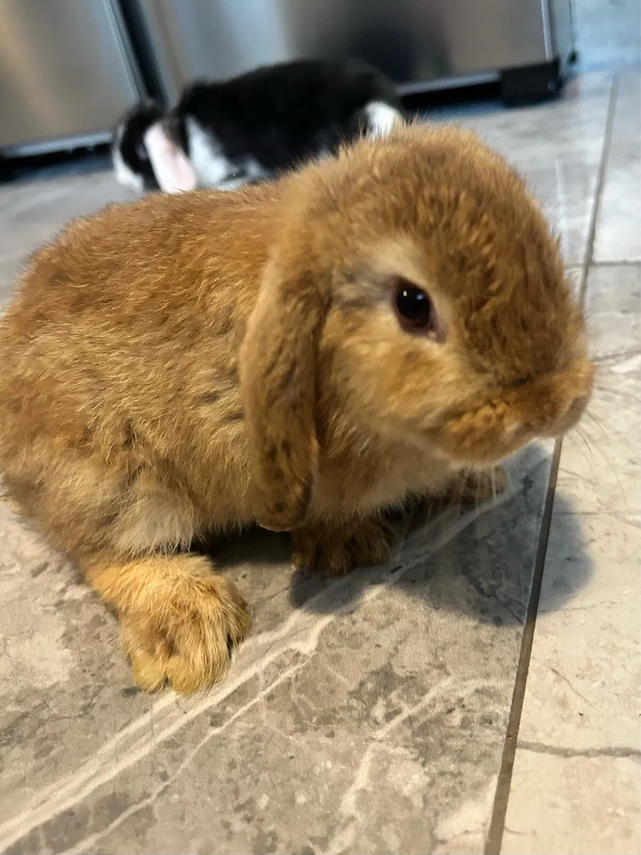Lop Rabbit - Image 2