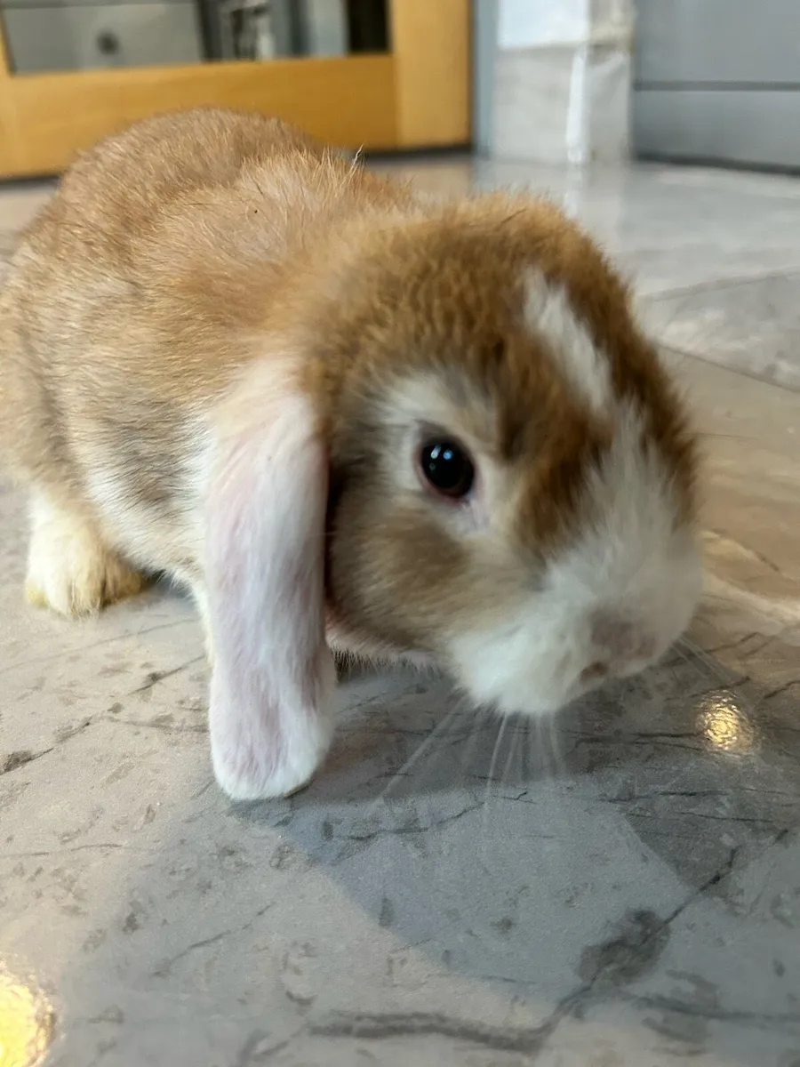 Lop Rabbit - Image 3