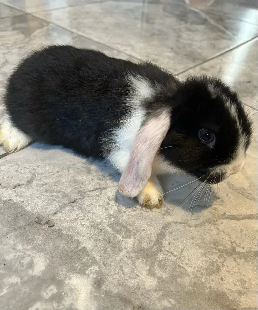 Lop Rabbit - Image 4