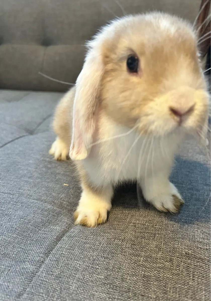 Lop Rabbits - Image 3