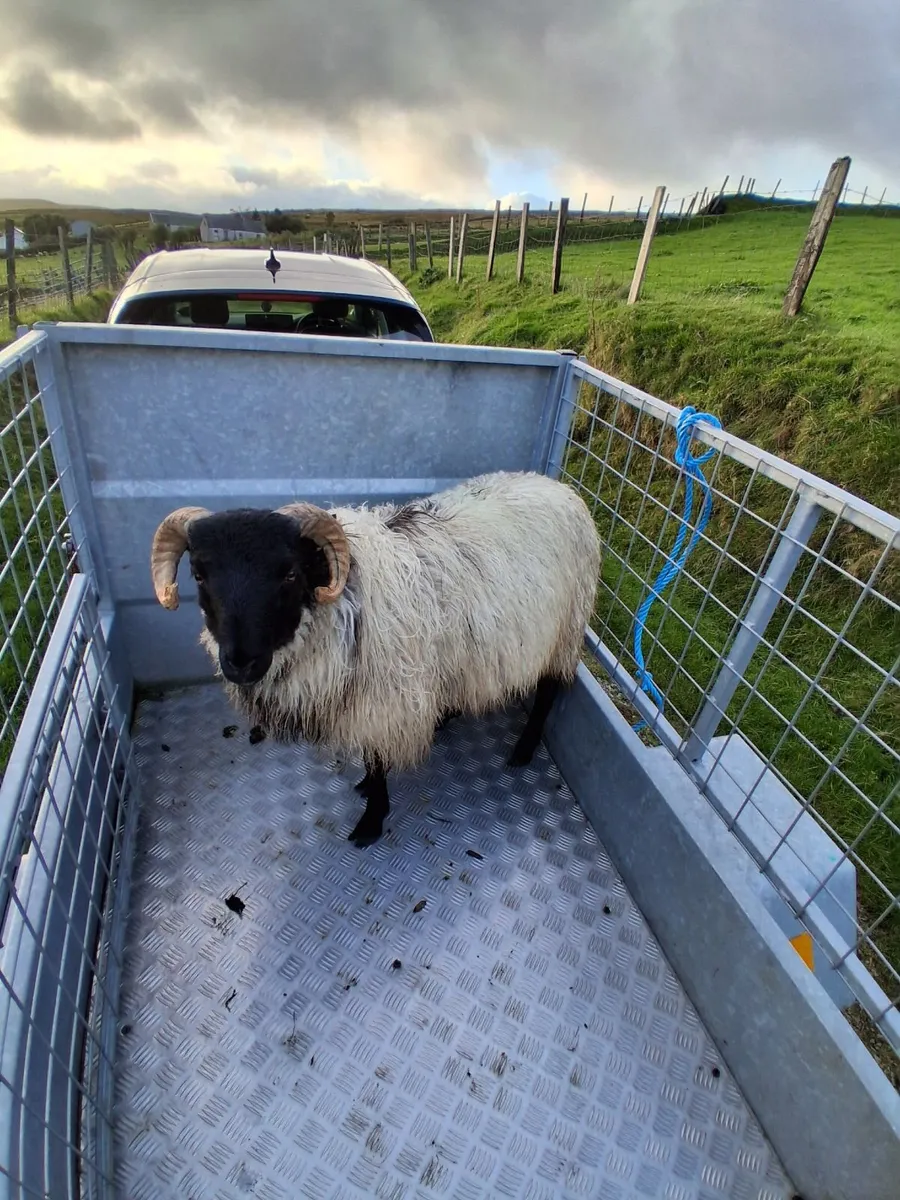 Blackface mountain ram lamb - Image 1