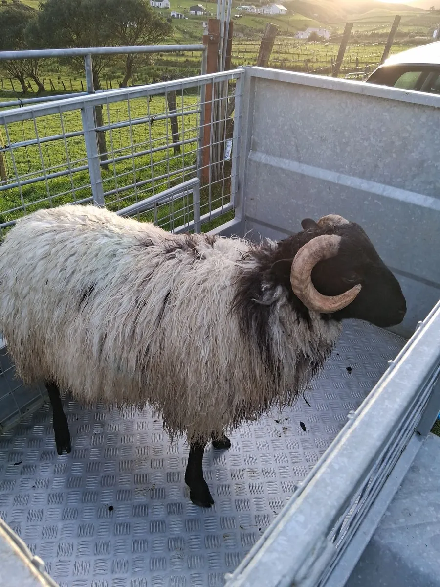 Blackface mountain ram lamb - Image 2