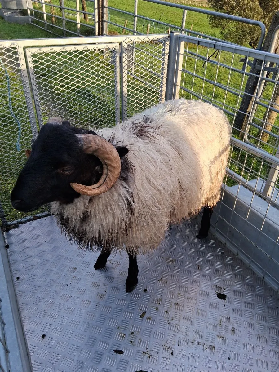 Blackface mountain ram lamb - Image 3