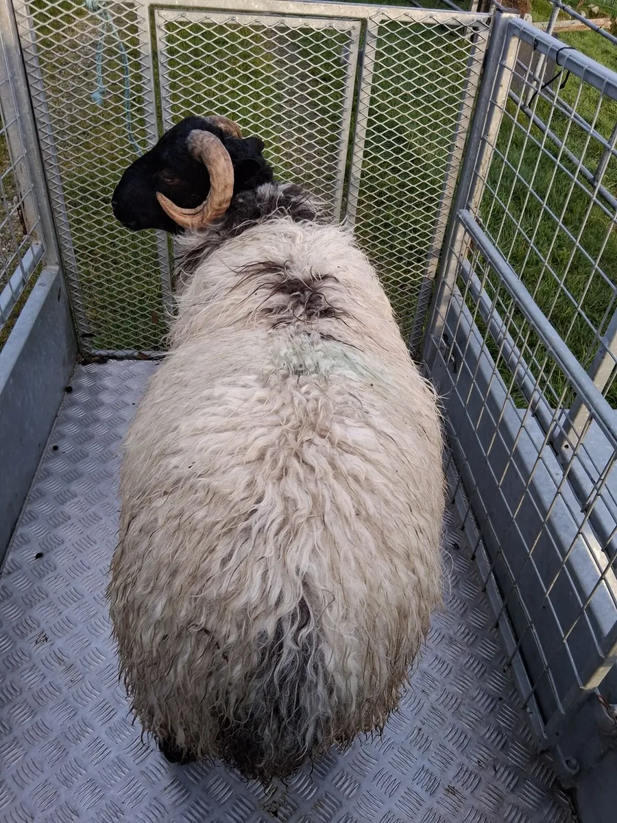 Blackface mountain ram lamb - Image 4