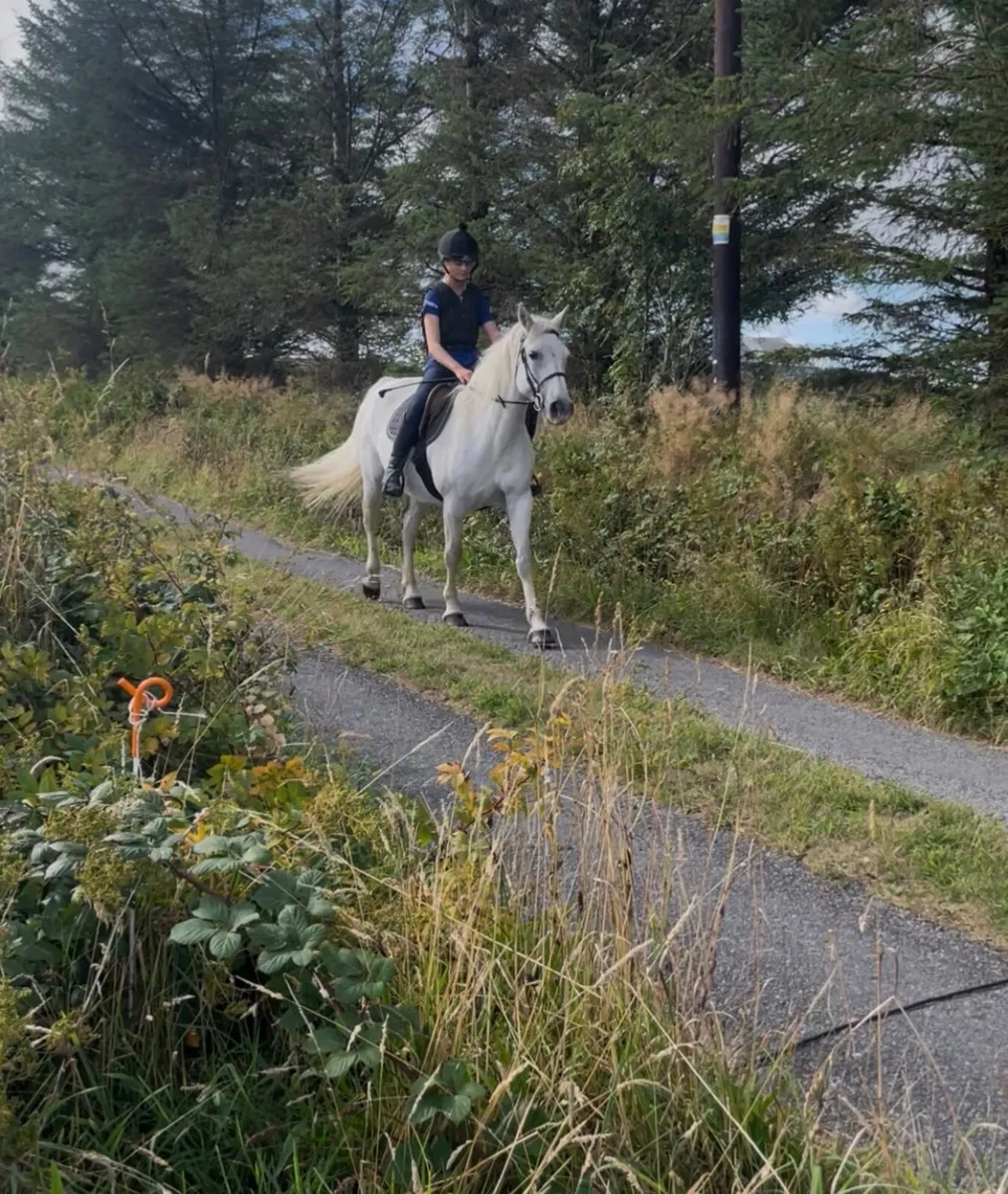 Class one Connemara mare - Image 2