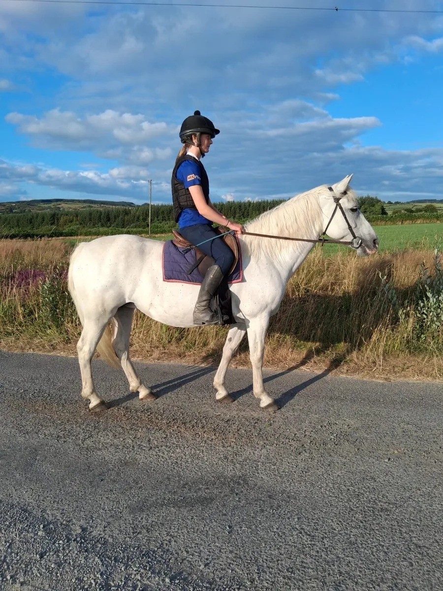 Class one Connemara mare - Image 4