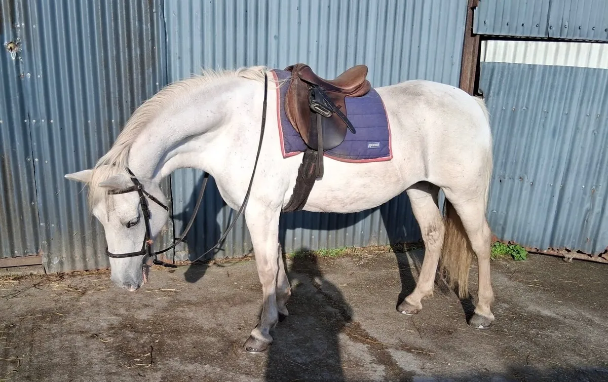 Class one Connemara mare - Image 1