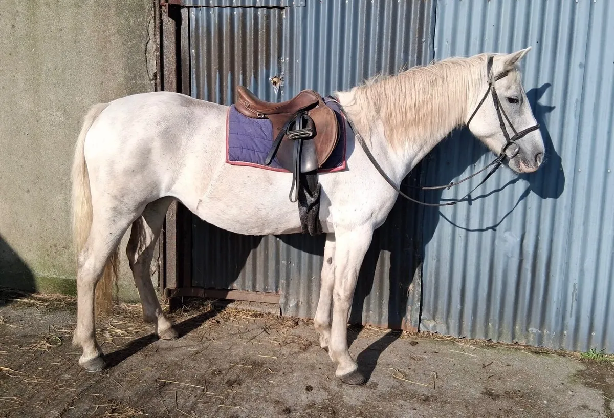 Class one Connemara mare - Image 3