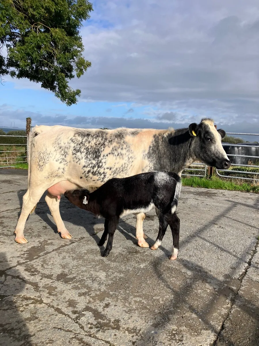 First time calvers with calves at foot - Image 4