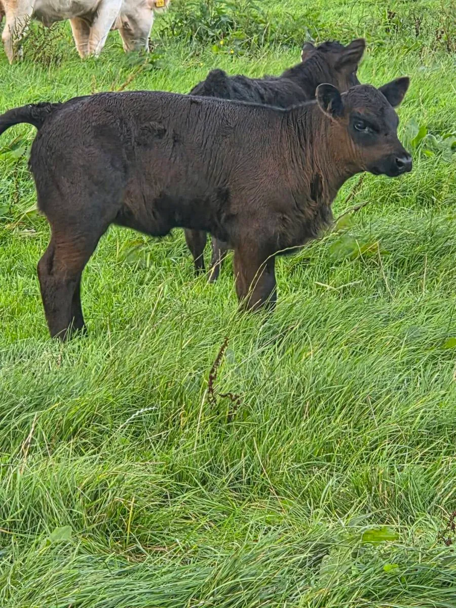 AA heifer calf for sale - Image 1