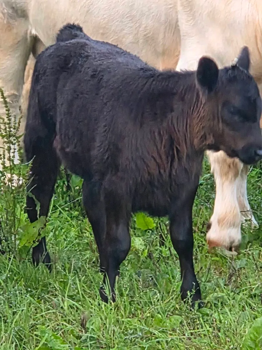 AA heifer calf for sale - Image 2