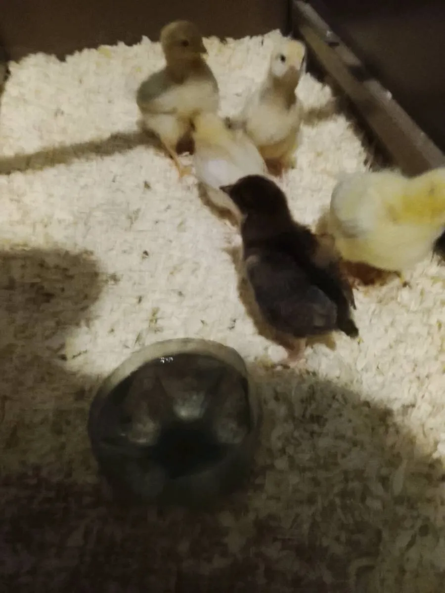 Rhode island red chicks - Image 1