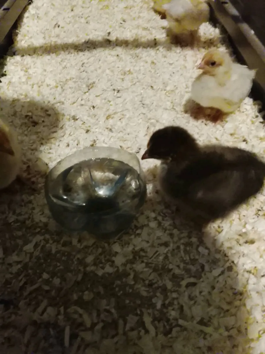 Rhode island red chicks - Image 2