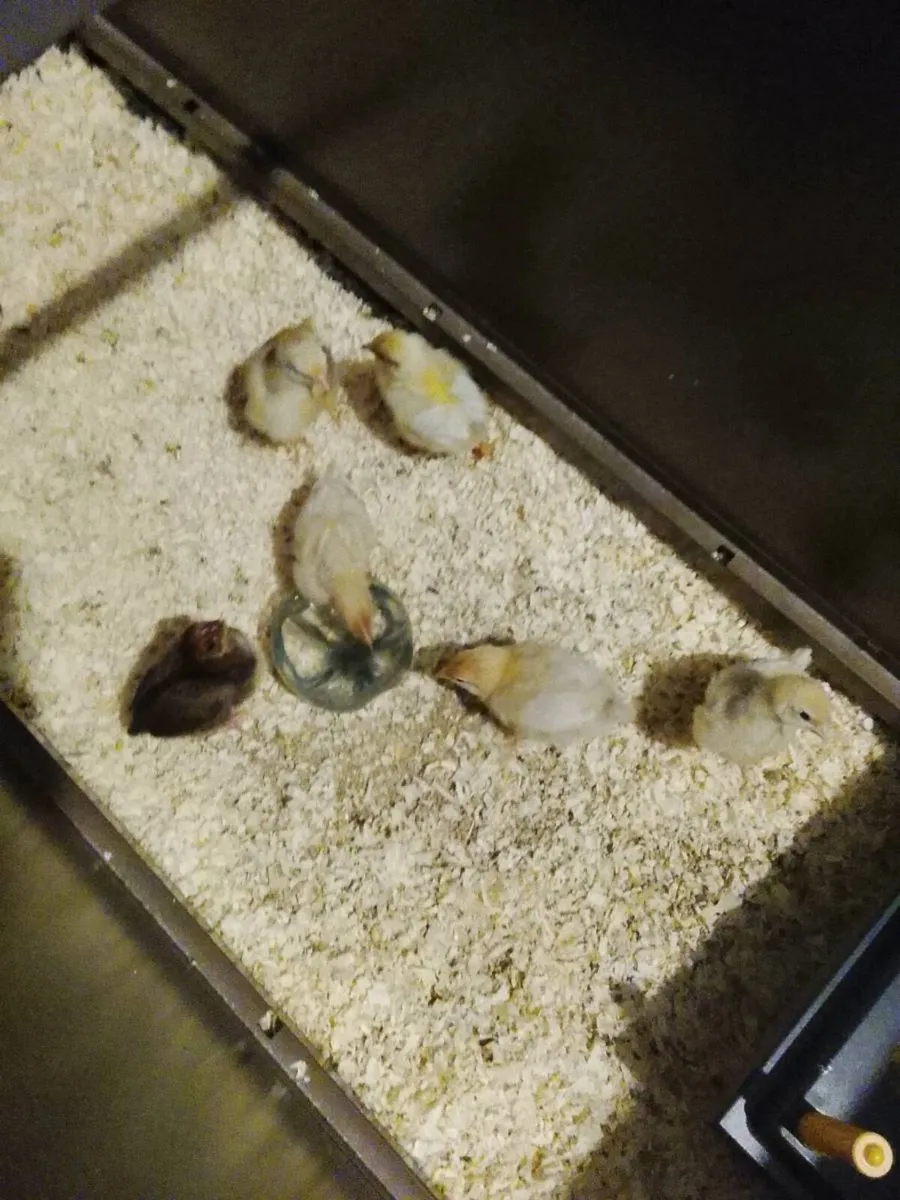 Rhode island red chicks - Image 3