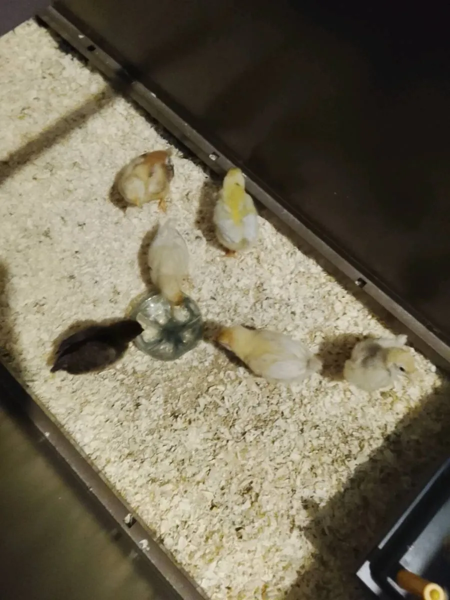 Rhode island red chicks - Image 4