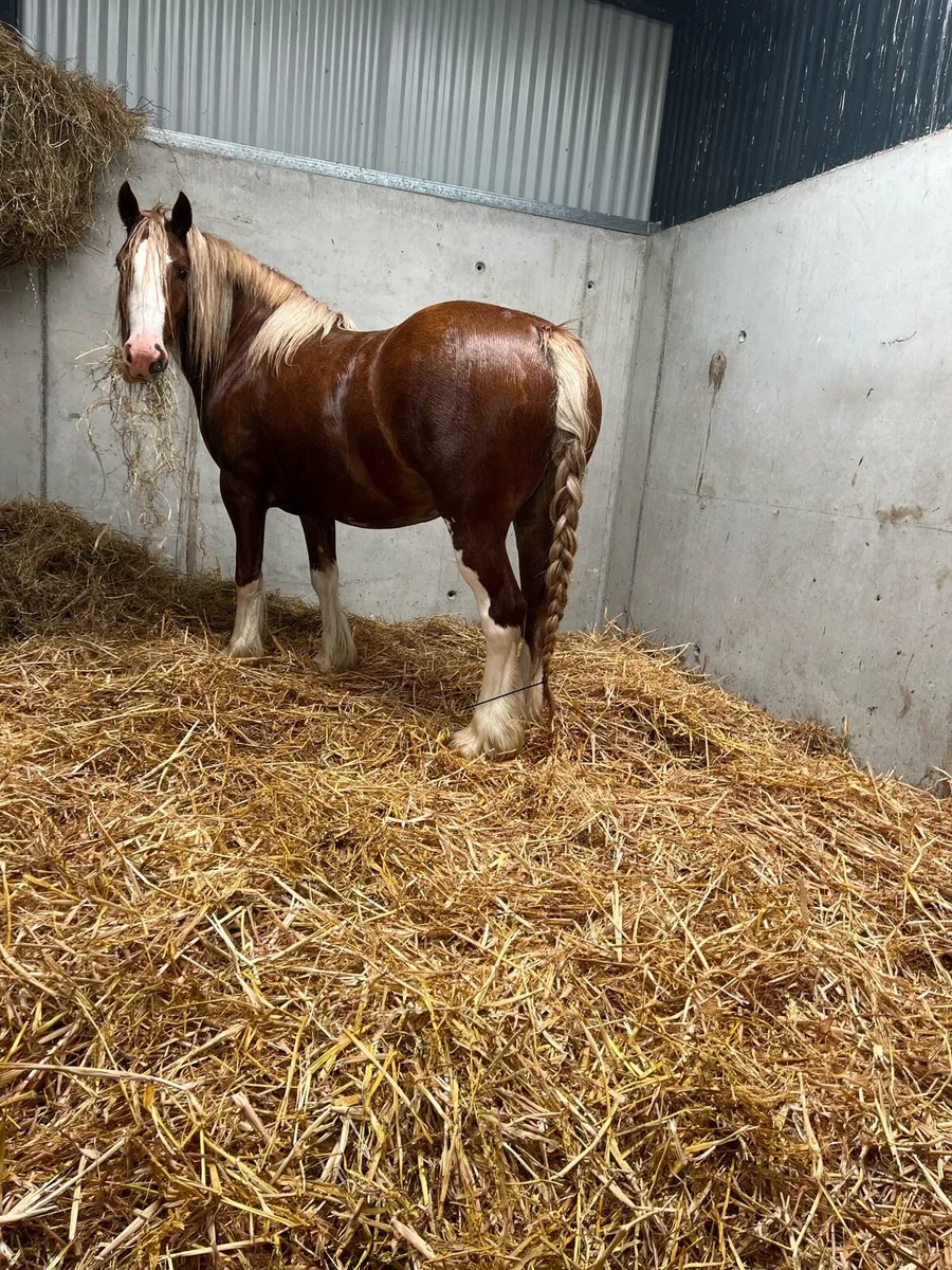 3yr old Chestnut heavy mare - Image 1
