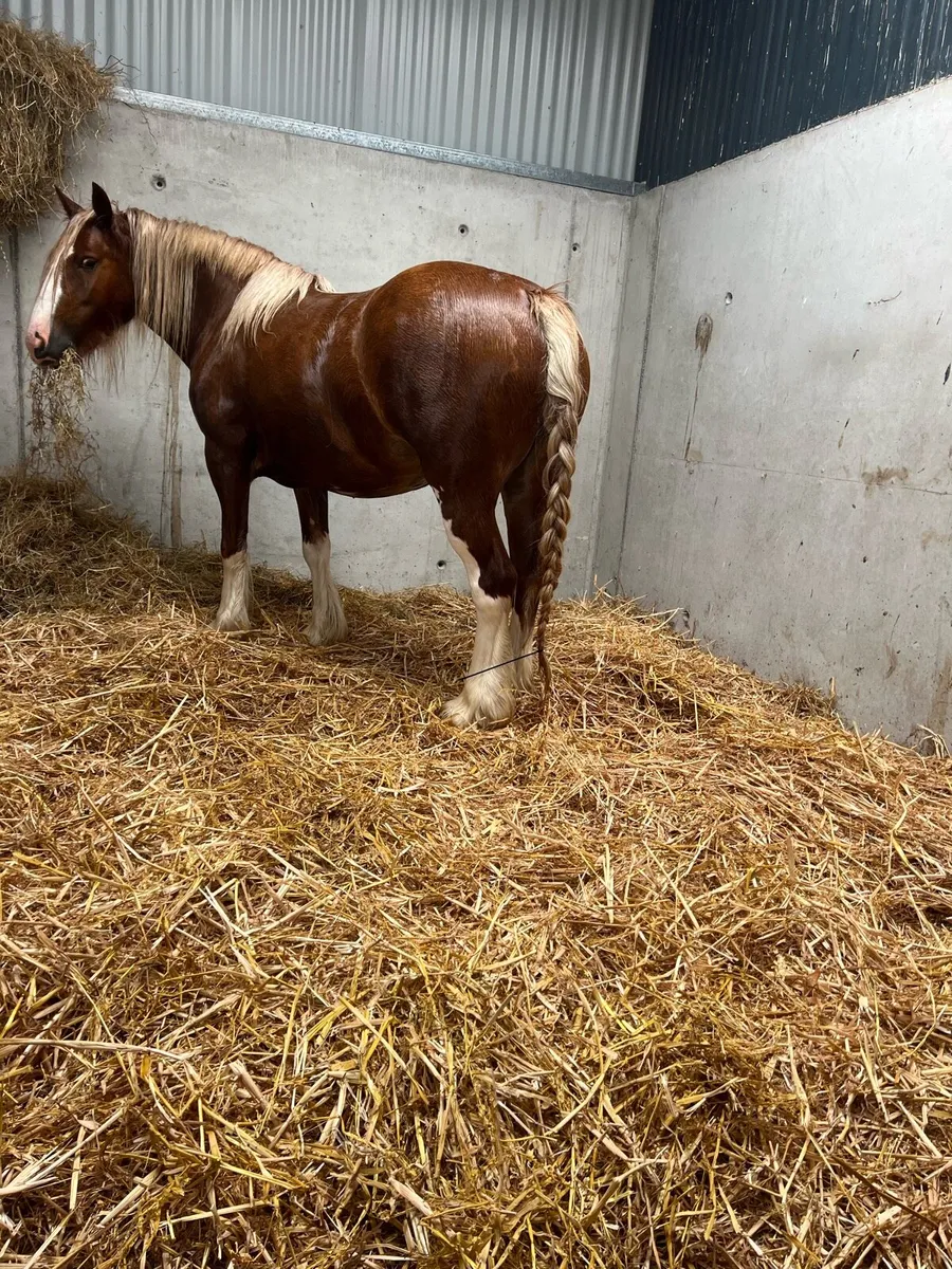 3yr old Chestnut heavy mare - Image 2