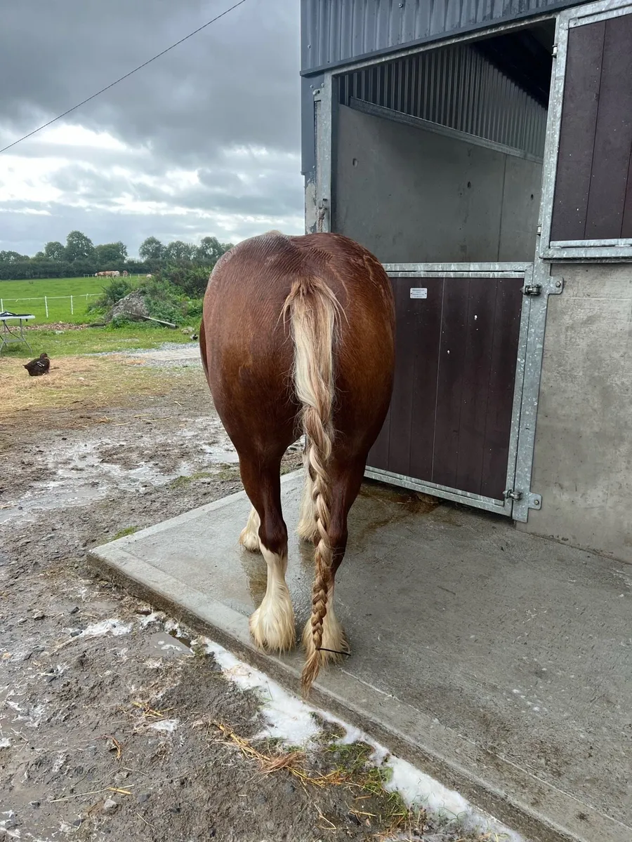 3yr old Chestnut heavy mare - Image 3