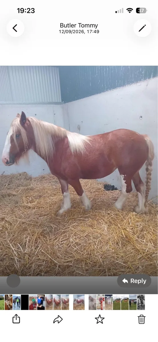 3yr old Chestnut heavy mare - Image 4
