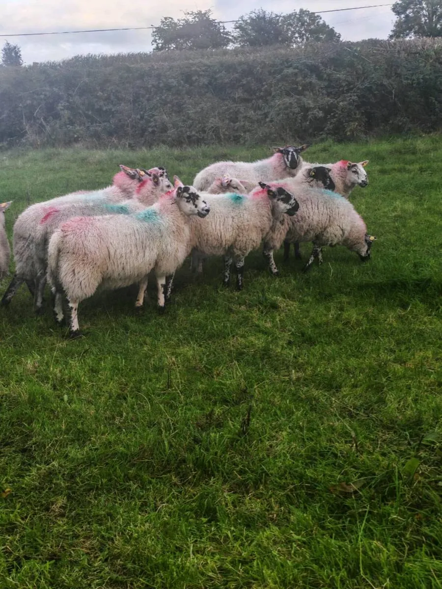 Brockie ewe lambs - Image 3