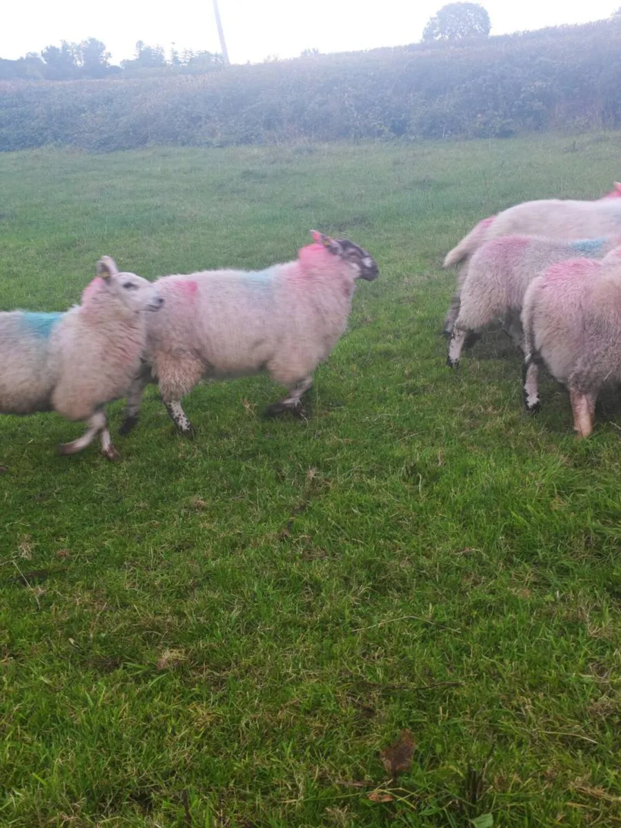 Brockie ewe lambs - Image 4