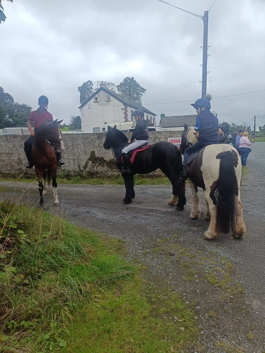 Registered Irish sport horse - Image 3