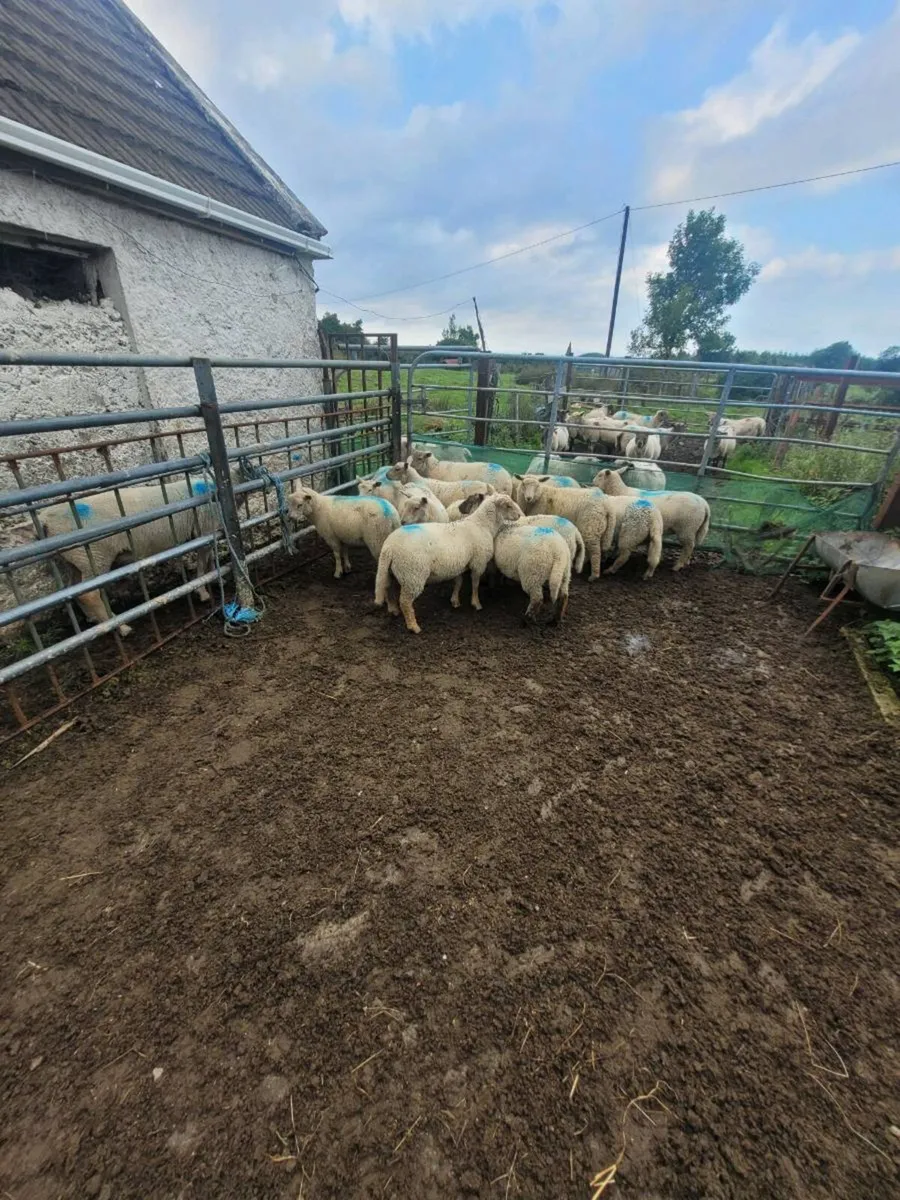 Organic sheep - Image 1