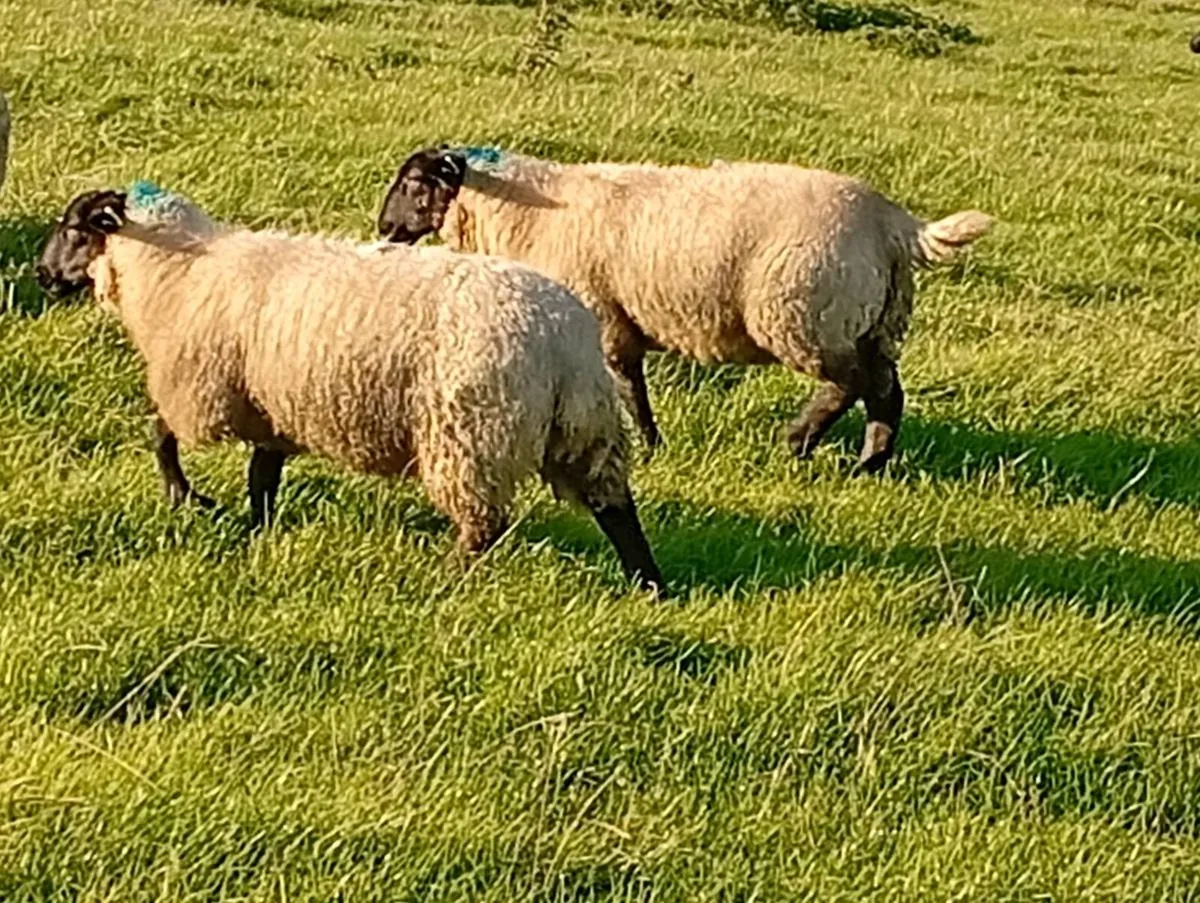 Ewe lambs - Image 1