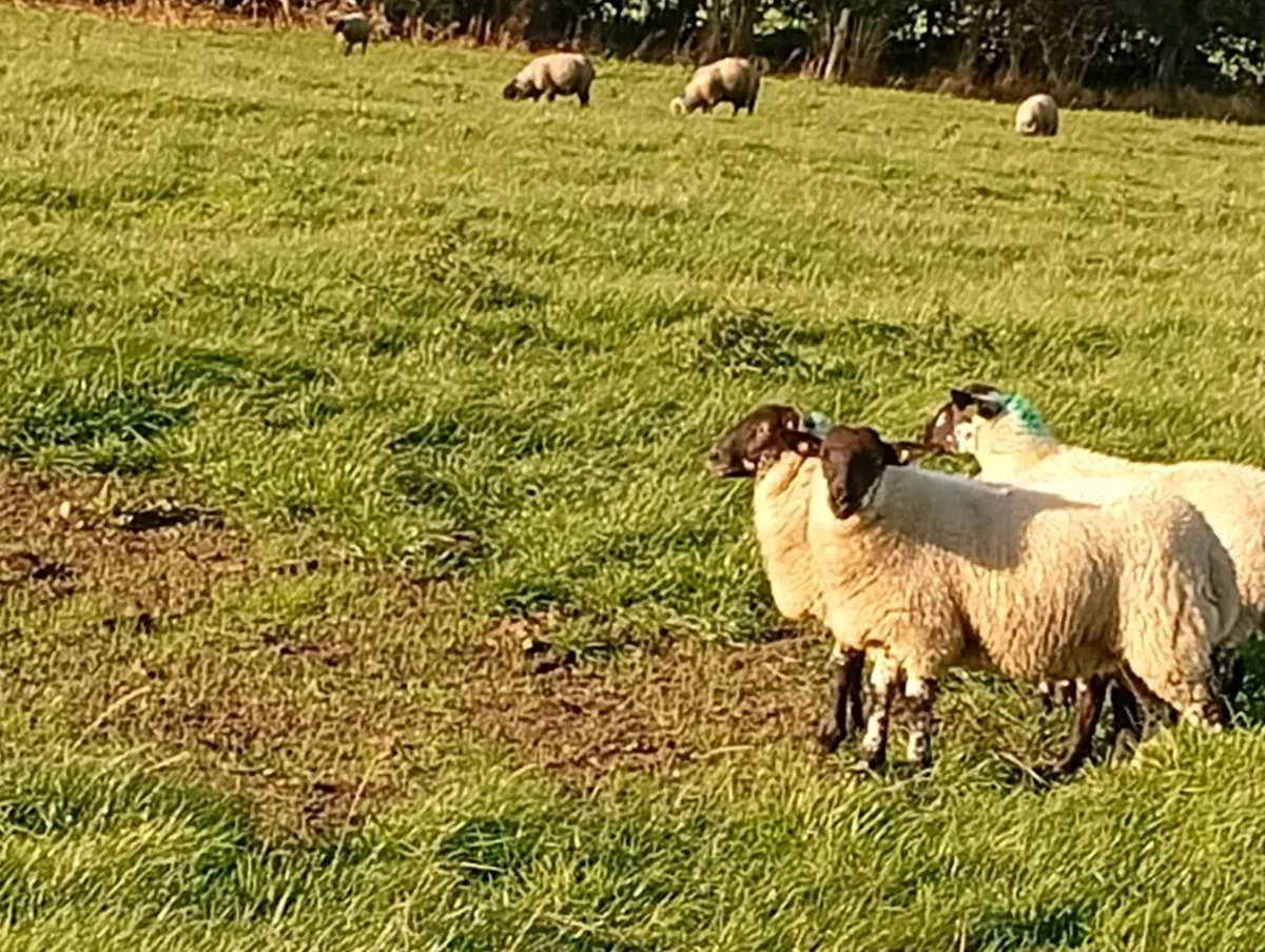 Ewe lambs - Image 2