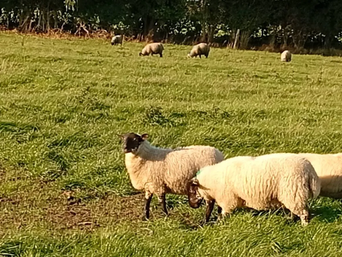 Ewe lambs - Image 3