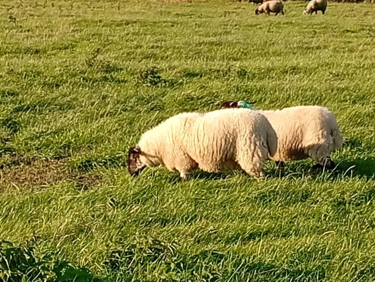 Ewe lambs - Image 4