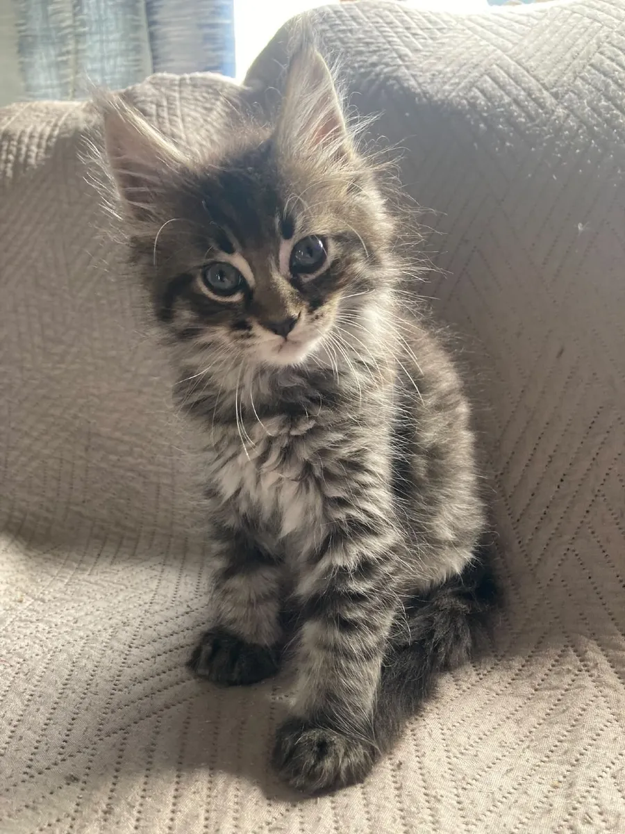 Mainecoon - Image 1