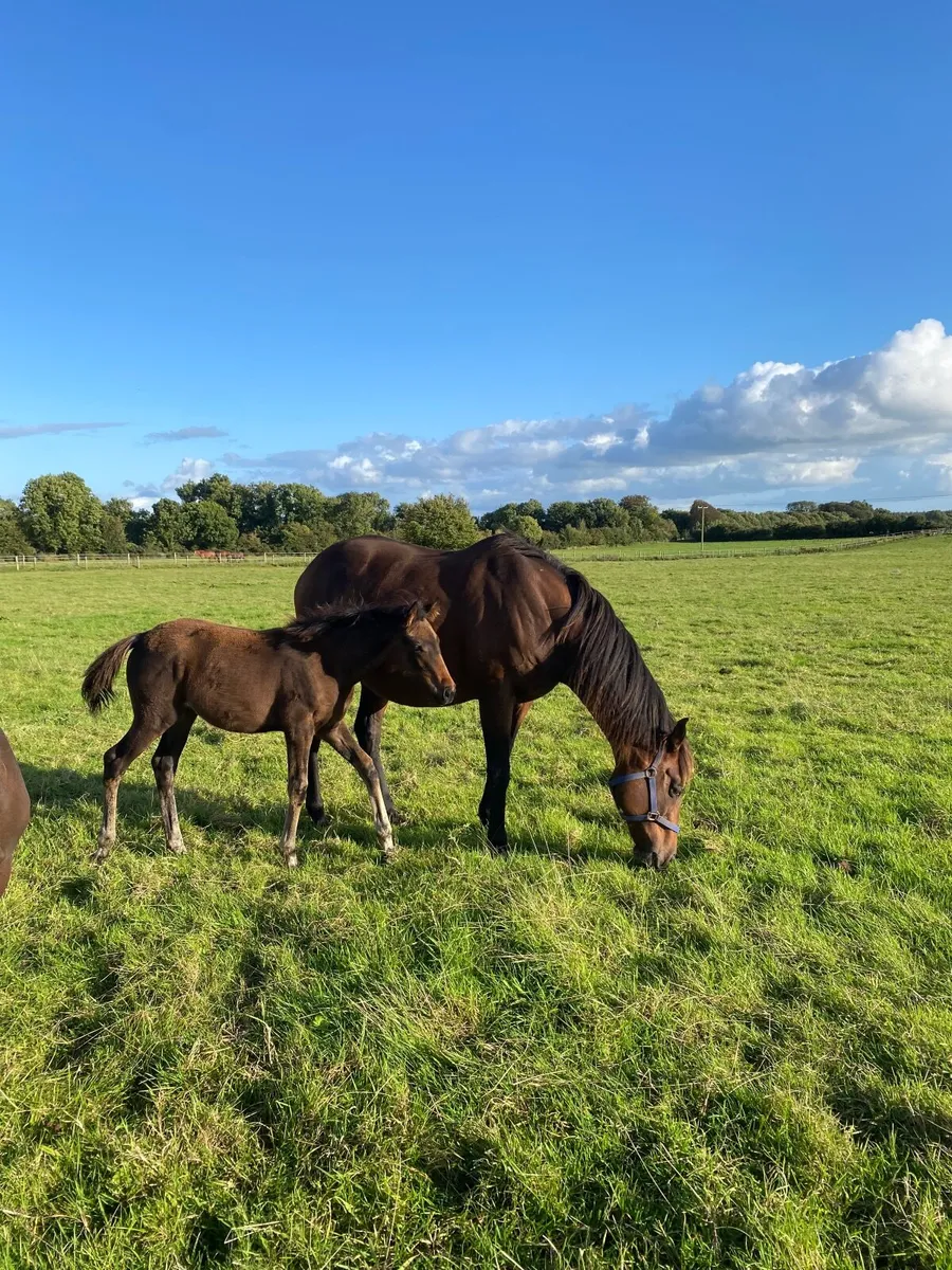 TB In Foal mare - Image 1