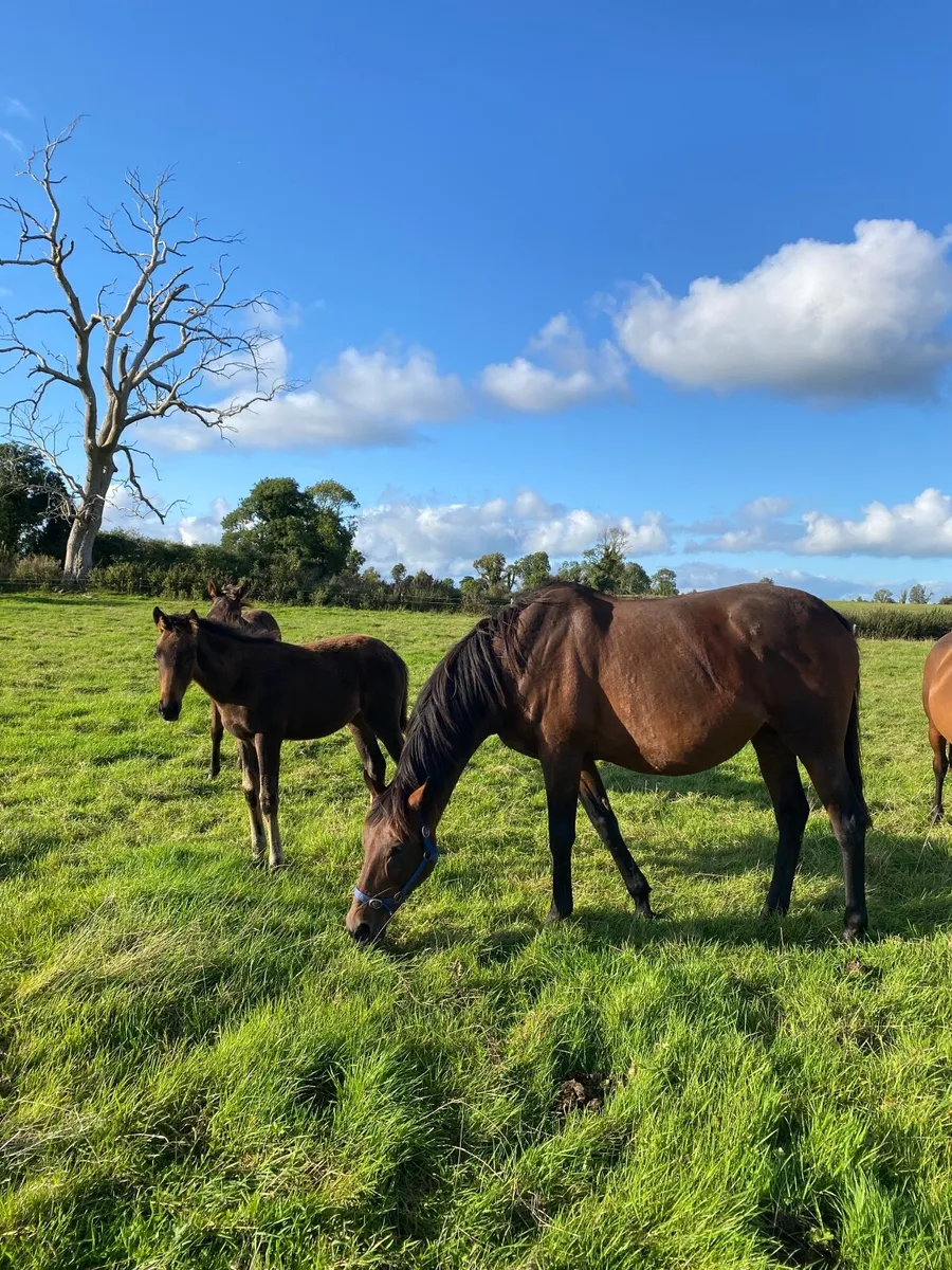 TB In Foal mare - Image 4