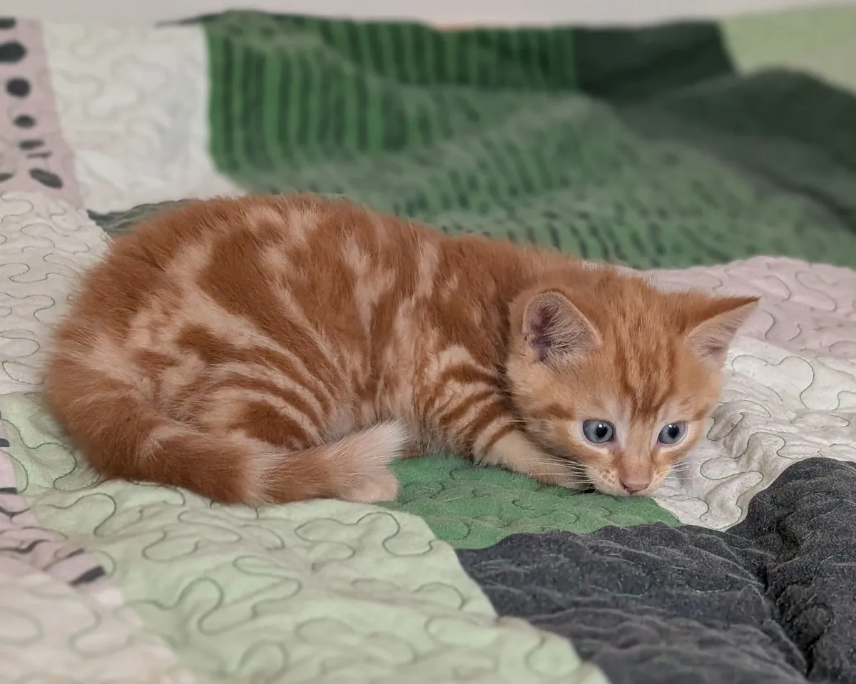 Kittens - Image 2