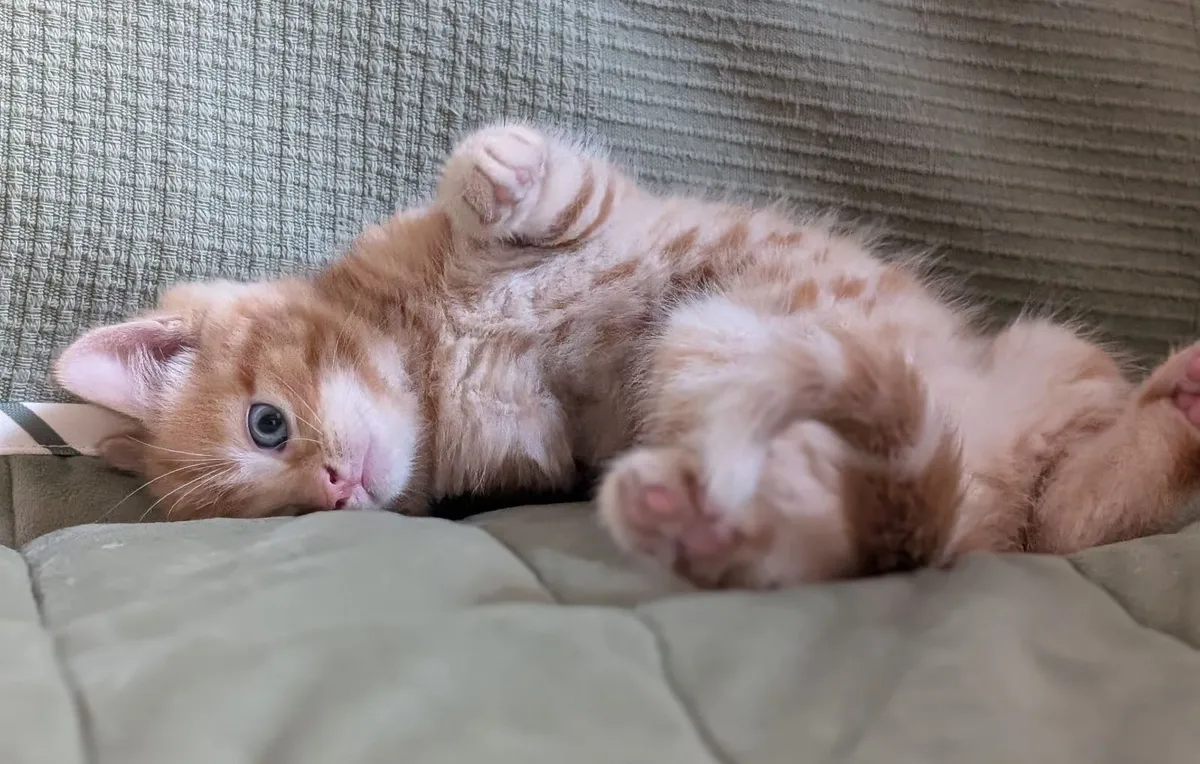Kittens - Image 3
